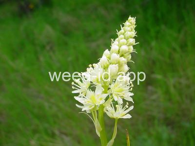 deathcamas, meadow