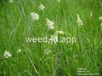 deathcamas, meadow
