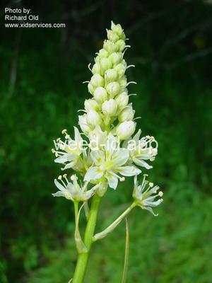 deathcamas, meadow