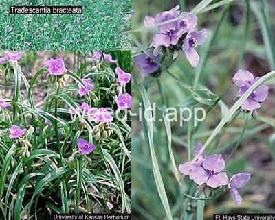 spiderwort, bracted