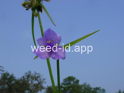 spiderwort, common