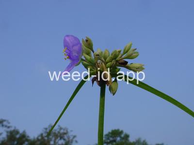 spiderwort, common