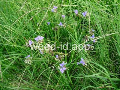 spiderwort, common