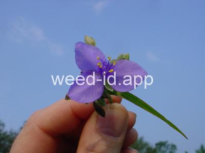 spiderwort, common