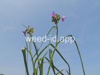 spiderwort, common