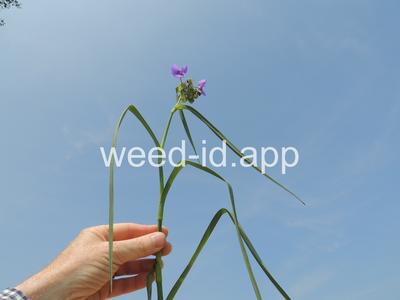 spiderwort, common