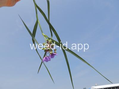 spiderwort, common