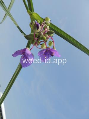 spiderwort, common