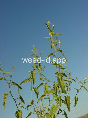 noseburn, nettleleaf