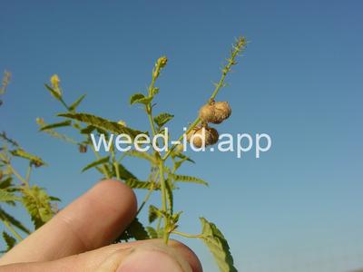 noseburn, nettleleaf