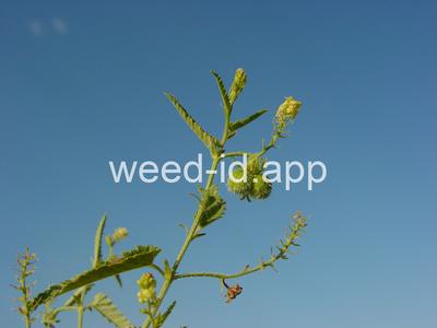 noseburn, nettleleaf