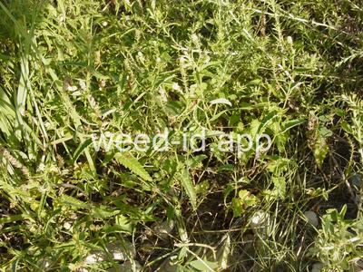 noseburn, nettleleaf