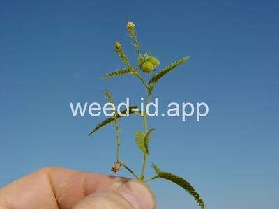 noseburn, nettleleaf