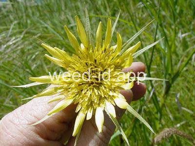 salsify, western