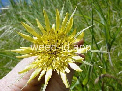 salsify, western