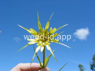 salsify, western