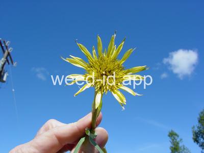 salsify, western