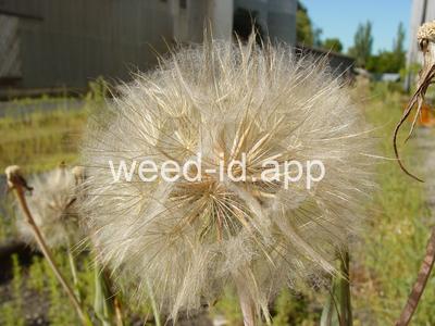 salsify, western