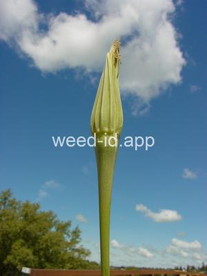 salsify, western