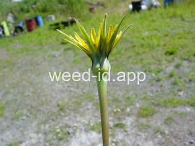 salsify, western