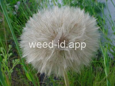 salsify, western