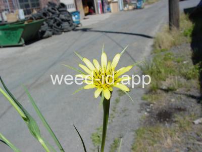 salsify, western