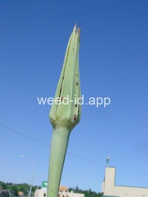 salsify, western