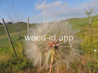 salsify, western