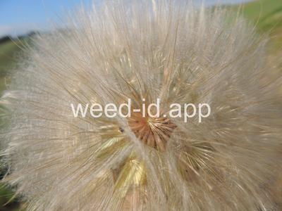 salsify, western