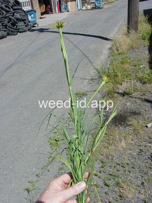 salsify, western