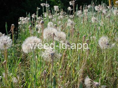 salsify, western
