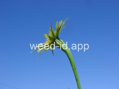 salsify, western