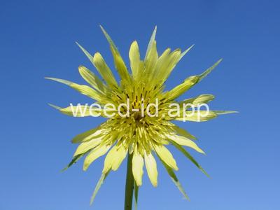 salsify, western