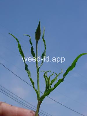Tragopogon floccosus