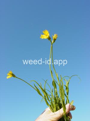 Tragopogon lamottei