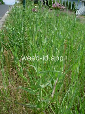 Tragopogon mirus