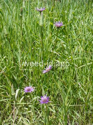 salsify, common