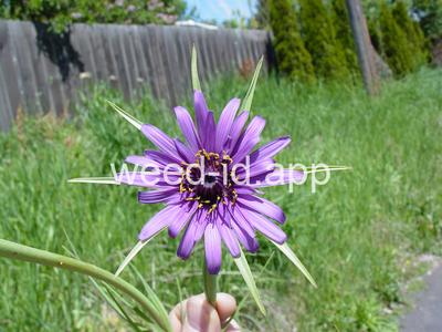 salsify, common