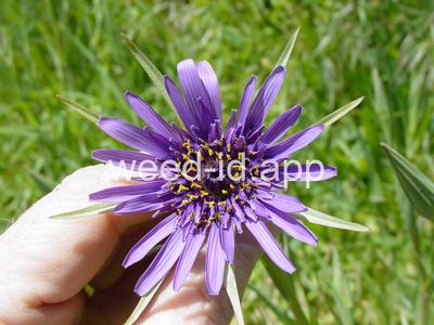 salsify, common