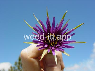 salsify, common