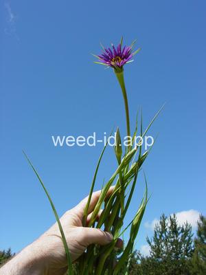 salsify, common