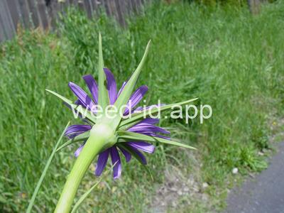 salsify, common