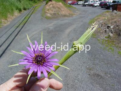 salsify, common