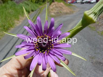 salsify, common
