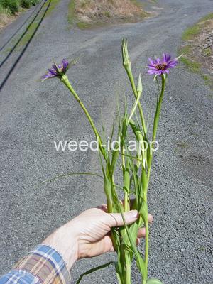 salsify, common