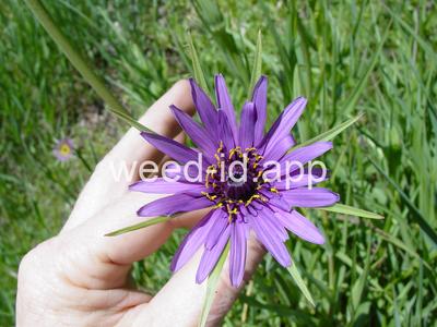 salsify, common