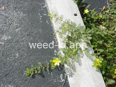 Tribulus cistoides
