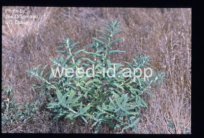 vinegarweed