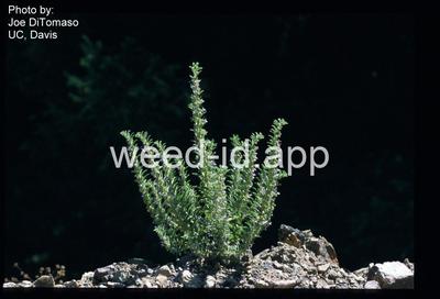 vinegarweed