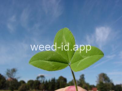 clover, red